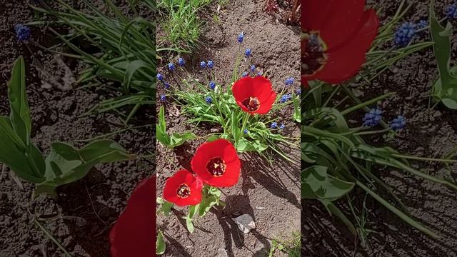 Красные тюльпаны.?