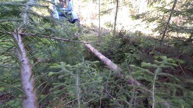 Заготовка леса с трактором т-40 смотреть онлайн