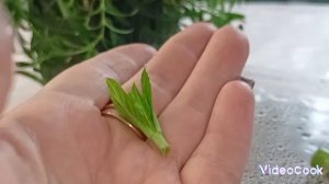 #черенкование #крупнолистная гортензия из букета