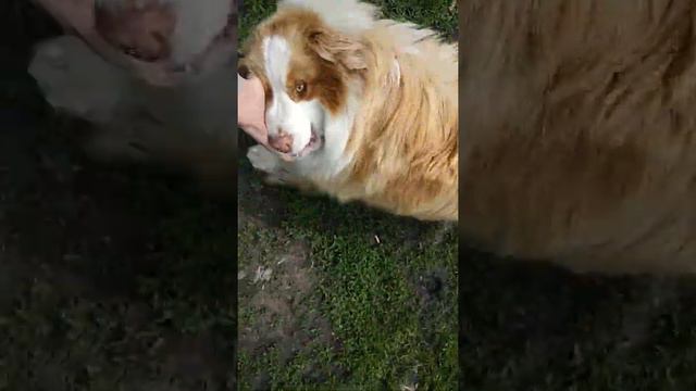 Аусси,австралийская овчарка смотреть онлайн