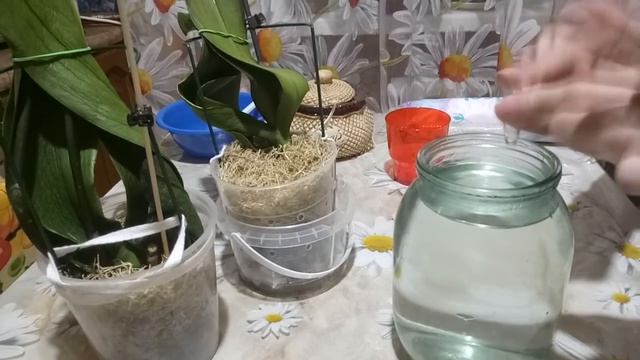 Питательные, поддерживающие компрессы для орхидей "реанимашек". смотреть онлайн