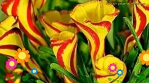 Кислица пестролистная Голден Капе. Краткий обзор, описание oxalis versicolor Golden Cape