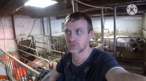 Размеры опоросного станка и клетки для опороса !