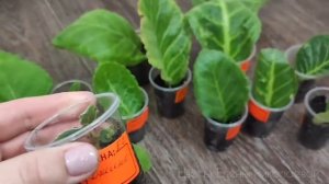 2 посылки с ГЛОКСИНИЯМИ махровые и красивые сорта. Укорененные листья, детки и на цвету