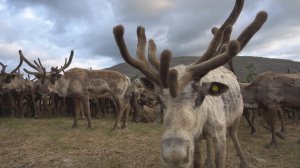 Мастер-класс «Олень из щепы»