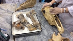 Синдесмология. Соединение костей осевого скелета.