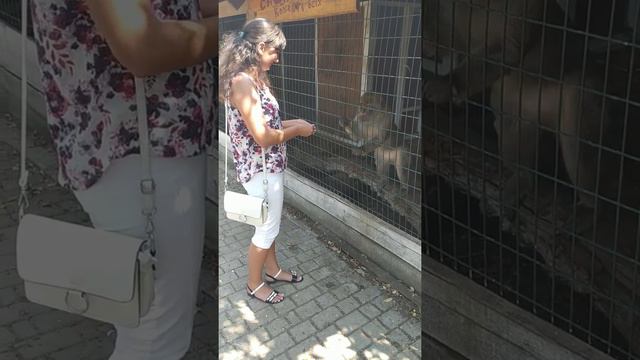 страусиная ферма смотреть онлайн