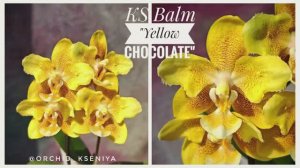 Phal. KS Balm "Yellow Chocolate" 💛🍫 Орхидея фаленопсис Жёлтый шоколад 💥 Ароматная бабочка | Обзор