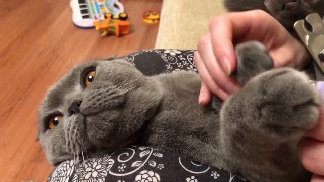 Стригут ли кошкам когти? Зачем и как стричь когти коту или кошке в домашних условиях?