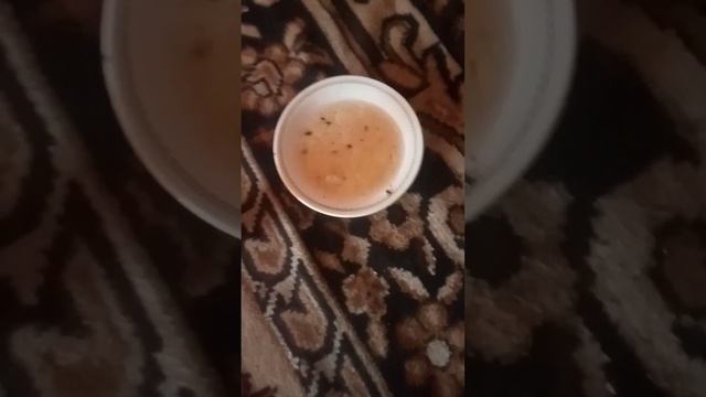 как избавиться от домашних блох в доме.... смотреть онлайн