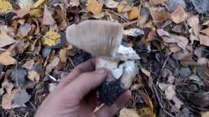 РЯДОВКА ТОПОЛЕВА