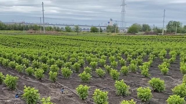 Поля гортензий питомника Веры Глуховой