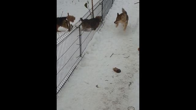 День домашЖивотных 2023