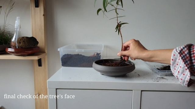 How to make an Australian Eucalyptus Bonsai смотреть онлайн