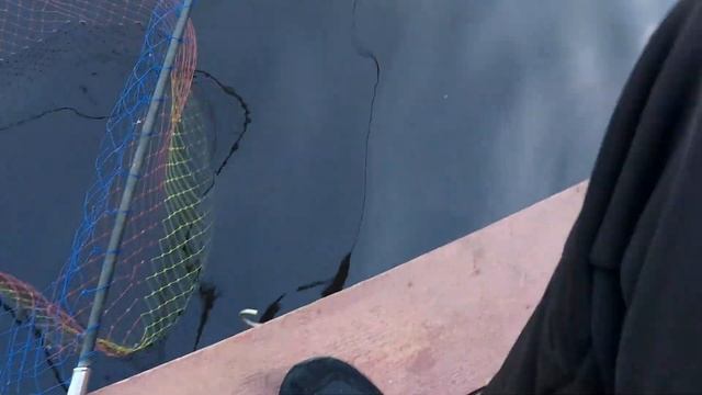 Ловля форели на платнике. Клевое место. Спорт-зона смотреть онлайн