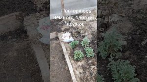 Сею редиску ранней весной.