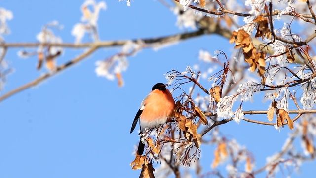 Снегири (Pyrrhula pyrrhula) на клене. Птицы Беларуси. смотреть онлайн