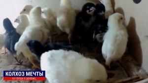 Первые цыплята в нашем хозяйстве. Леггорны и Московская черная.
