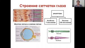 Биология 9, 11 кл Зрительный анализатор, его строение и функции Бочкарева Е П.mp4