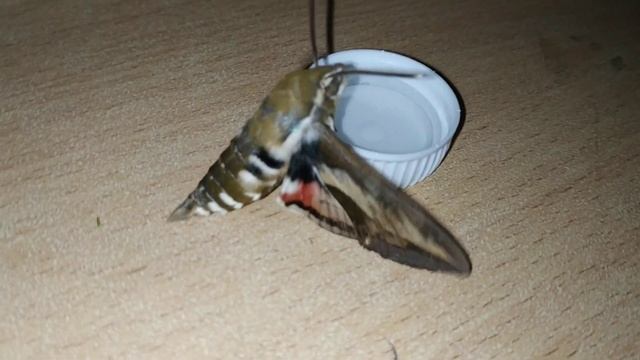 Наша находка. Бражник Языкан или русский колибри #бражник#бабочка