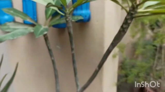 Why My Champa Leaves are Falling in Winter ?,#plumeria,#champa,#plumeriawintercare,#gardeningideas смотреть онлайн