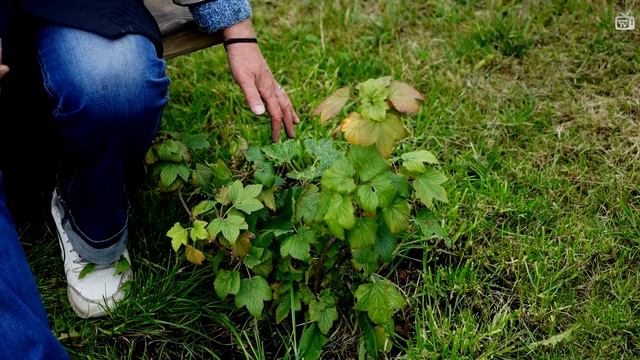 Обработка смородины ✔️ обработка сада на зиму смотреть онлайн