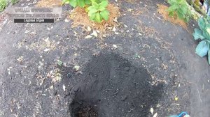 Посадка пророщенных черенков жимолости в сентябре