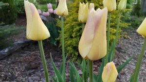 тюльпан Элегант Леди