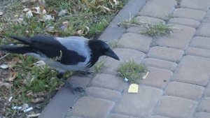 Очень умная ворона.