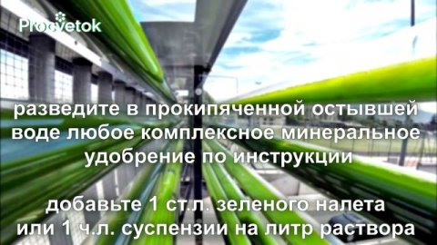 НАЙТИ И ВЫРАСТИТЬ ХЛОРЕЛЛУ ПРОЩЕ ПРОСТОГО! Самое полезное органическое удобрение