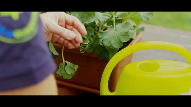 Geranien richtig pflegen смотреть онлайн