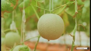 Коран сура Аль-Къалам видео 4к Миншави -Minshawiy