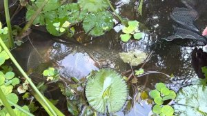 Rare Fish Found LIVING in BLACK MUD POND!