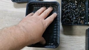 Как избавиться от черной ножки и плесени на Микрозелени Подсолнечника #микрозелень #огород #дача