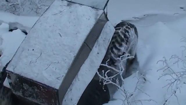 Чебуратор Алексея Гарагашьяна смотреть онлайн