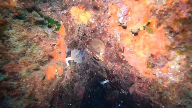 Rapallo maggio 2019 -  Immersione sul Cristo degli Abissi - Corso Open Water Diver