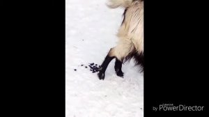 Какали козы