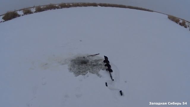 Хапуги трещат от карасей! Золотой карась. Сибирский улов зимнего нереста!