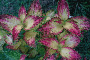 Подготовка колеусов к зимовке. Черенкование (Coleus preparation for wintering. Cuttings)