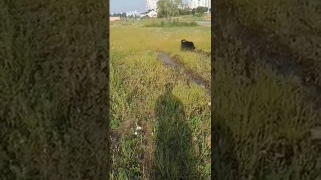 лабрадор смесь с овчаркой смотреть до конца ))))) смотреть онлайн