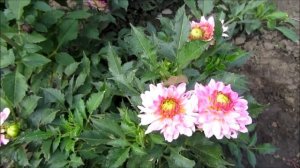 Георгины низкорослые - патио, их не поражают вредители и болезни