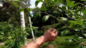 СРОЧНО! Сделайте это со сливой летом! ПРАВИЛА летней обрезки сливы. Трёхлетка