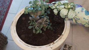 Фиттония Растёт густым ковром и Толстянка миниСадик композиция в одном кашпо