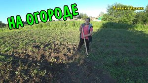 УРОЖАЙ НА ОГОРОДЕ / УБОРКА ТЕРРИТОРИИ / СКОСИЛ ВСЮ ТРАВУ / НАШ ОГОРОД