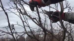 ЖИЗНЬ в ГЛУХОЙ ДЕРЕВНЕ. БЕЛАРУСЬ ИРГА КАНАДСКАЯ НА ШТАМБЕ,ФОРМИРОВКА,ОБРЕЗКА И РАЗМНОЖЕНИЕ