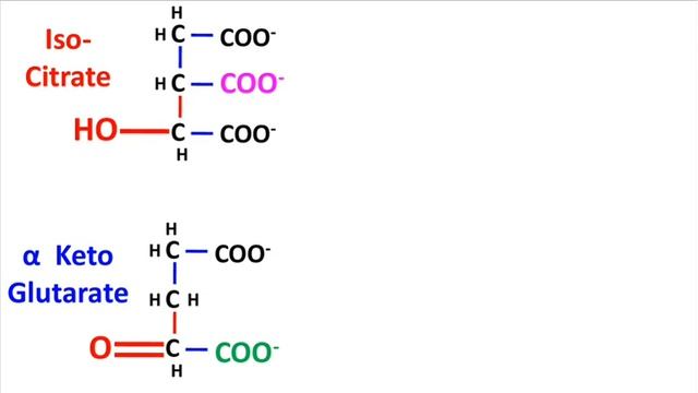 Members of TCA Cycle | Chemistry of TCA cycle смотреть онлайн