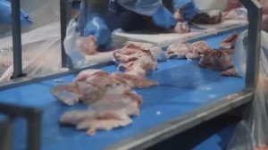 Как производят мясо индейки Индолина