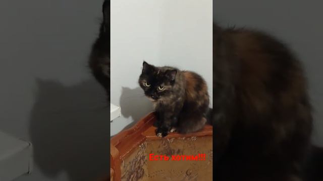 Голодные кошки и не только... смотреть онлайн