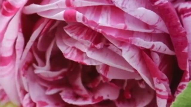 Открываем Розы ? после зимы !!! Как Зимуют розы из коробок смотреть онлайн