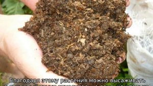 Как сажать бобы